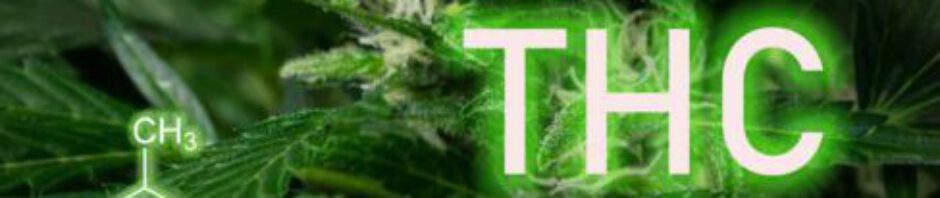 Cannabismedizin – Orientierung und Hilfe