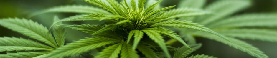 Cannabismedizin und das neue GKV-BStabG