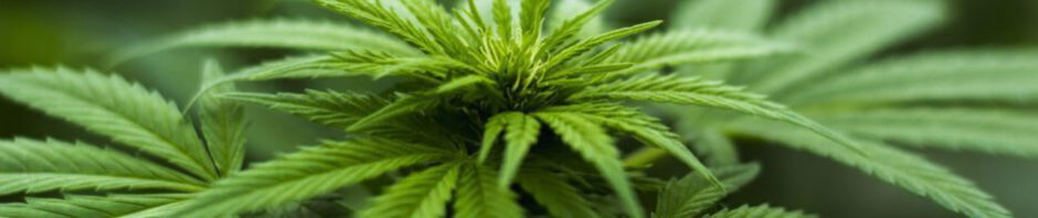 Cannabismedizin und das neue GKV-BStabG